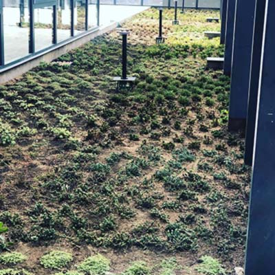 Paisajismo Hotel Hyatt