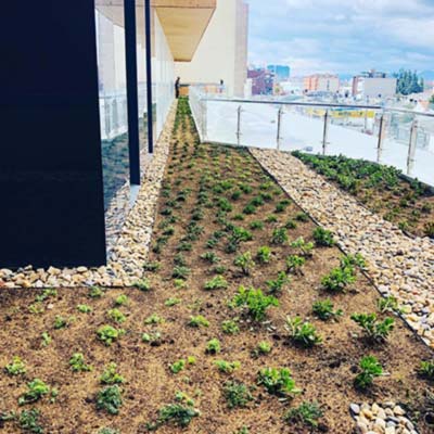 Paisajismo Hotel Hyatt